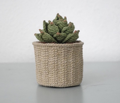 Hens and Chicks Succulent indoor 2