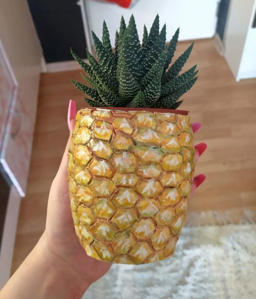 Fruit succulent planter 2