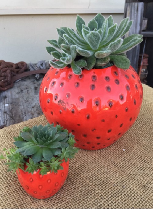 Fruit succulent planter 1