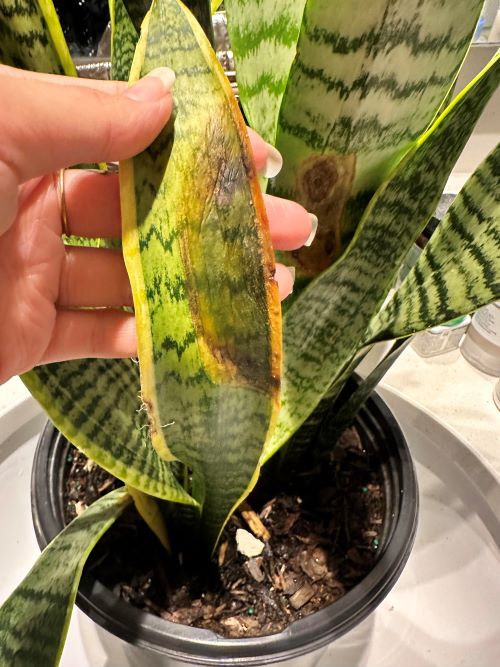 Reduced Risk of Fungal Growth