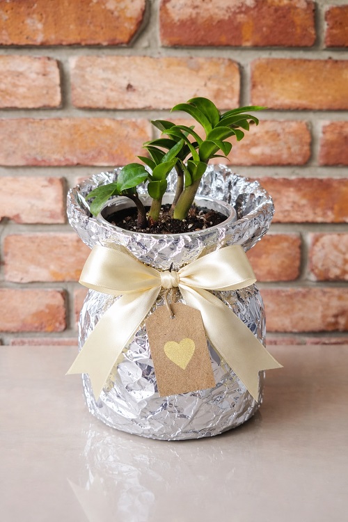 Wrapping ZZ Plant with Aluminum Foil 3