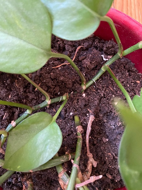 Use Hairpins to Make Your Plants Bushier and Full! 2