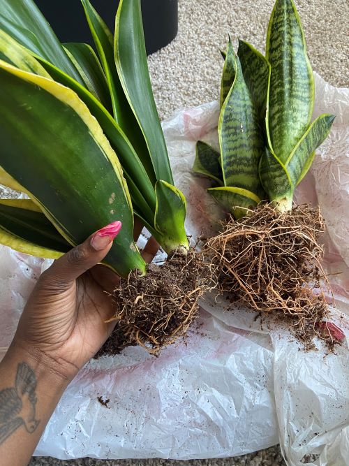 Better Root Health Over Time