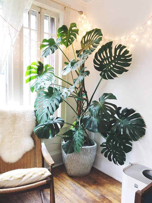 Monstera moss pole