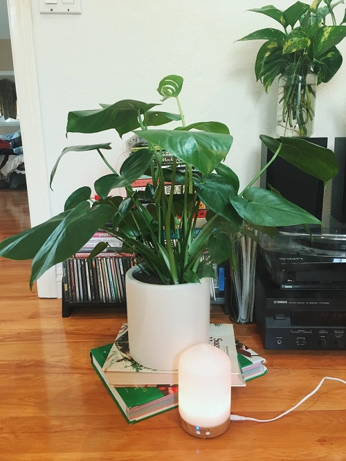 plants near humidifier