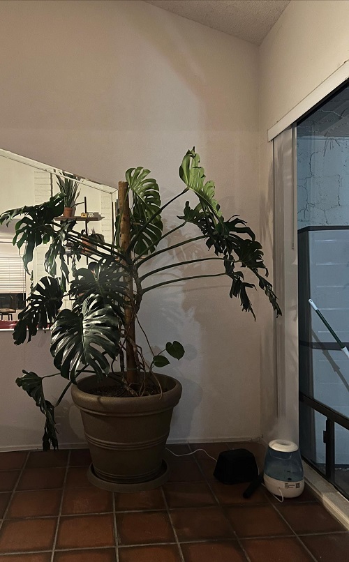 Monstera near humidifier 