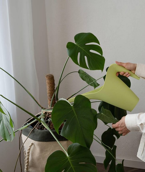 Monstera watering