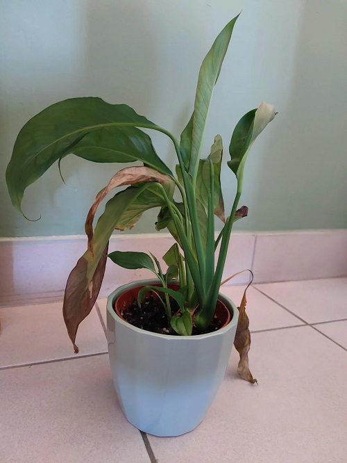Why Your Peace Lily Leaves Turn Brown 2