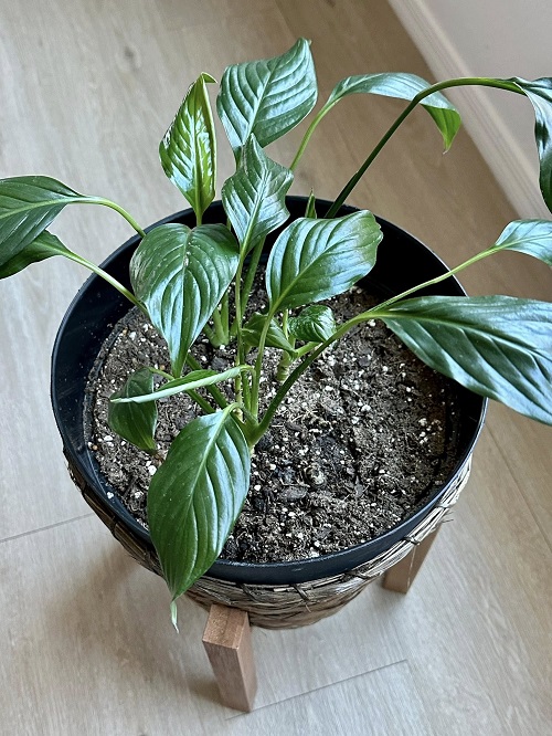 Peace Lily soil dry