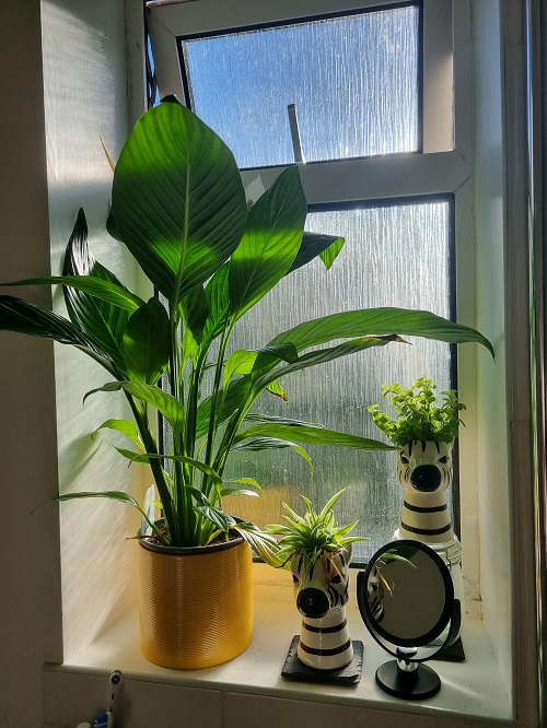 Peace Lily near window