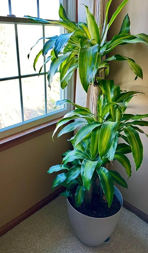 Common Indoor Plant Care Mistakes Beginners Make 2