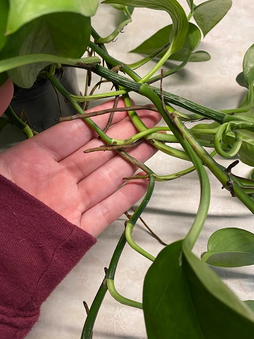 Prune Aerial Roots