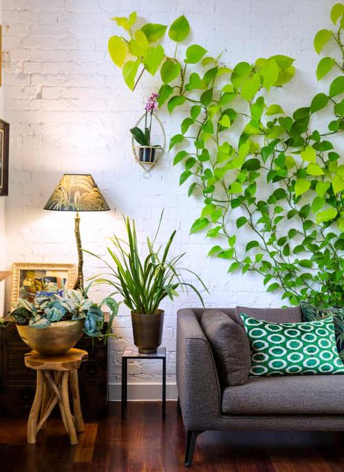 pothos wall climbing vine 2
