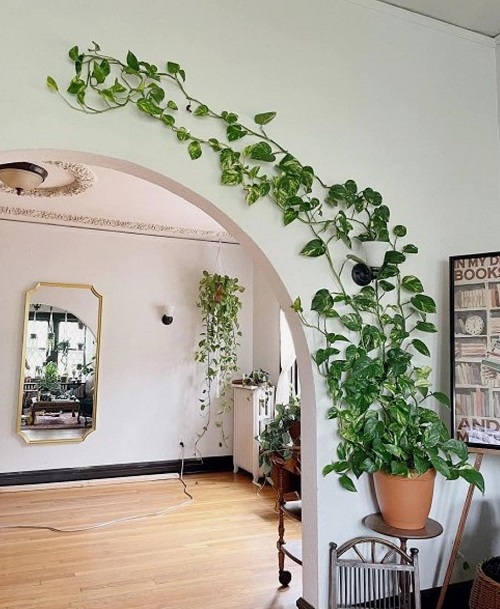 pothos wall climbing vine