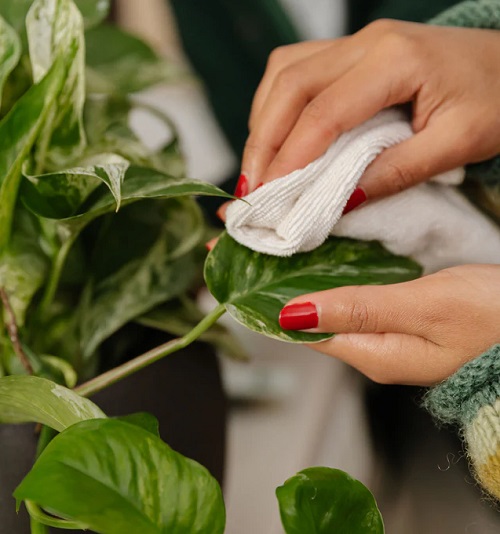 pothos clean leaves