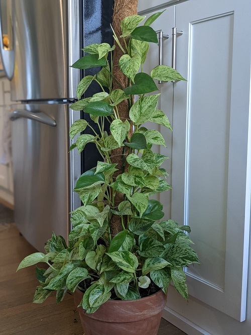 pothos moss pole