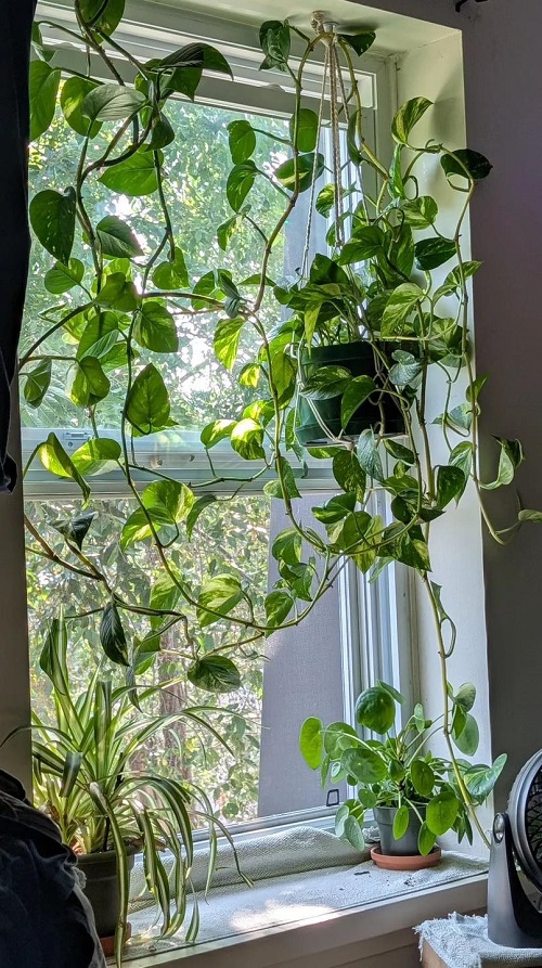 pothos near window