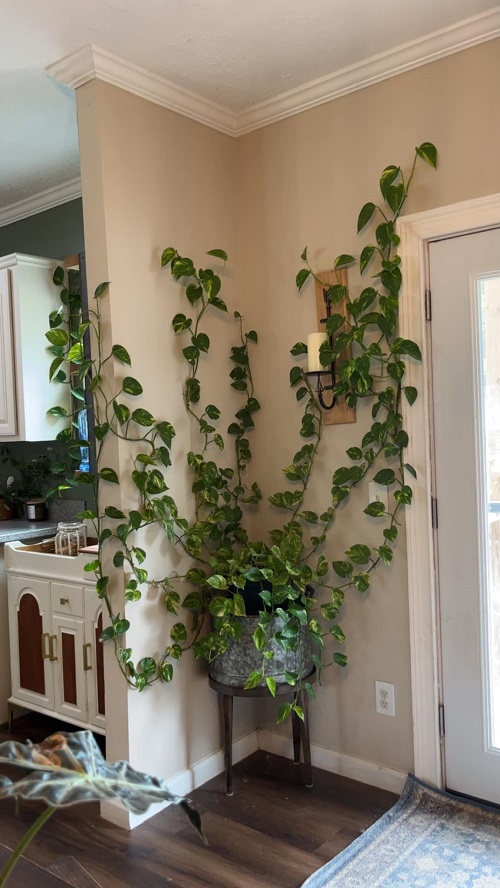 pothos vine indoor