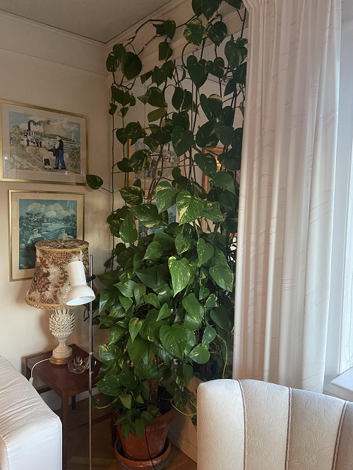pothos vine indoor