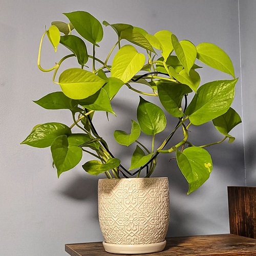pothos wider pot