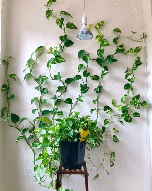 pothos Use Wall Hooks