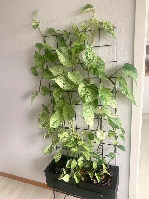 How to Train Pothos to Cover a Wall 2
