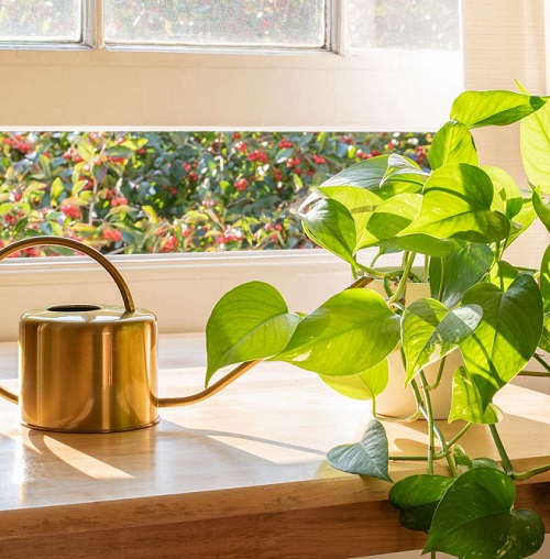 watering indoor plants