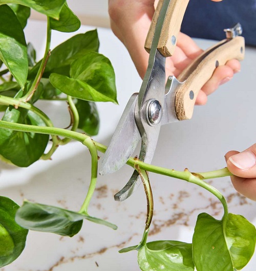 pothos pruning