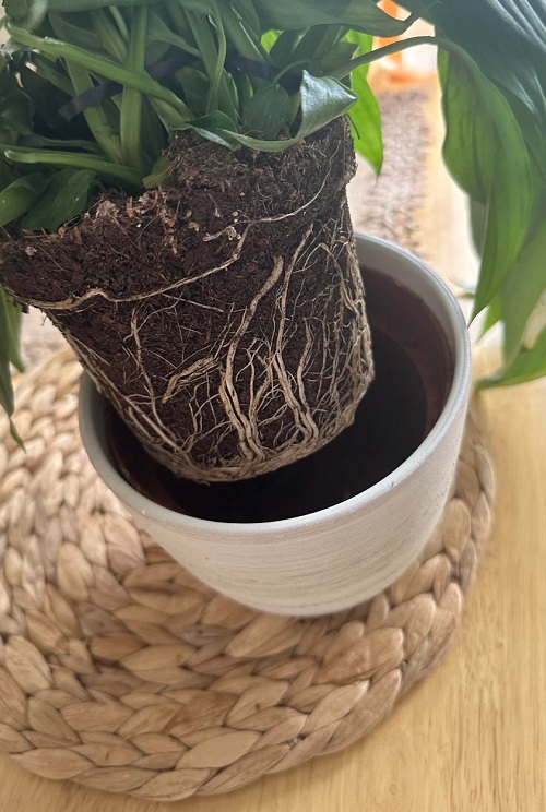 repot indoor plants
