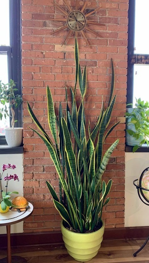 How To Grow an XL-Size Snake Plant 2