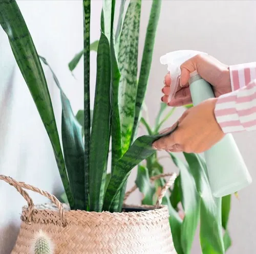 snake plant Using Cinnamon