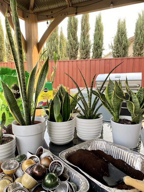 snake plant Using coffee grounds