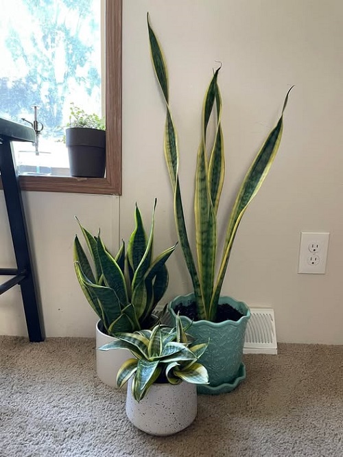 snake plant indoor