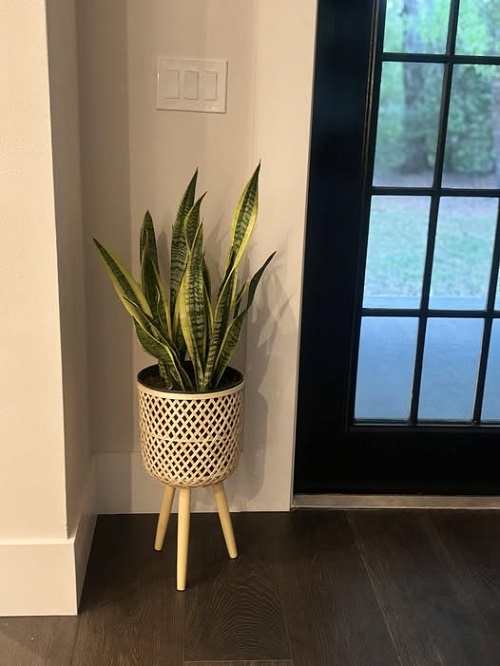 snake plane home entrance