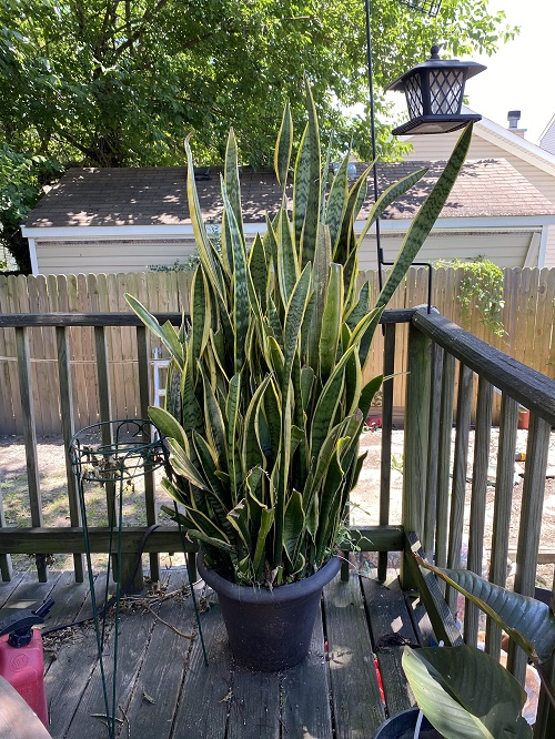 snake plant in Balcony