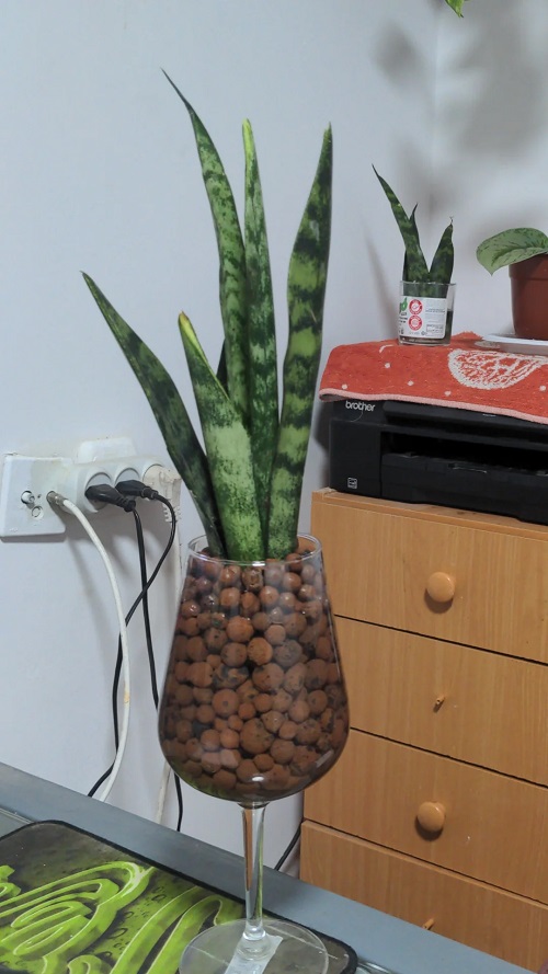 snake plant grow in leca