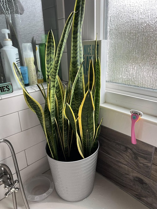 snake plant in bathroom 