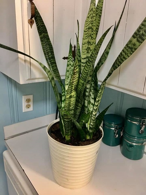 snake plant in kithcen 