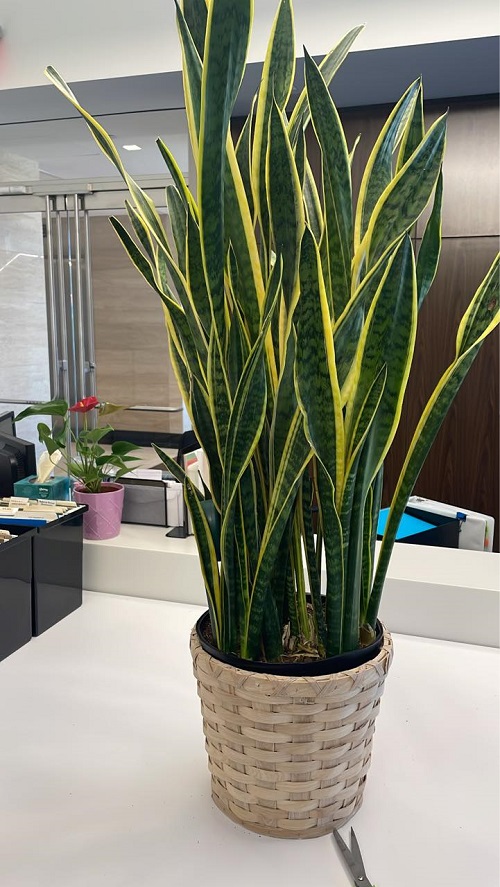 snake plant in office