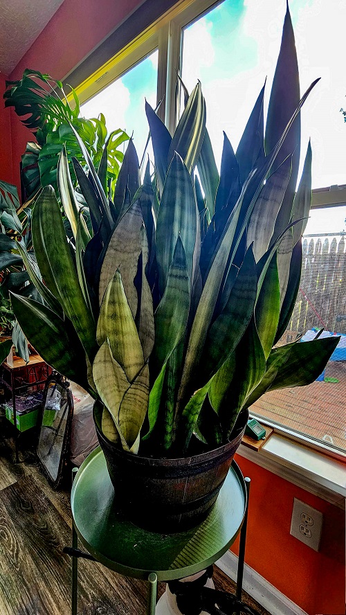 snake plant near window