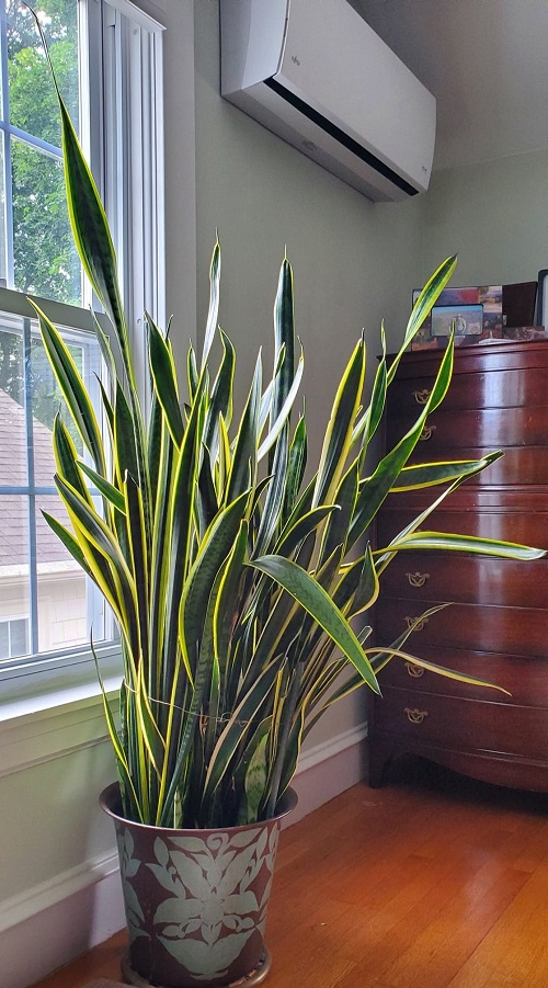 snake plant near window