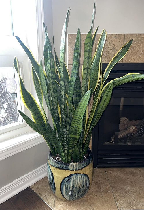 snake plant near window