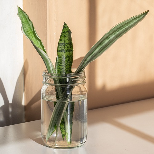 snake plant in water