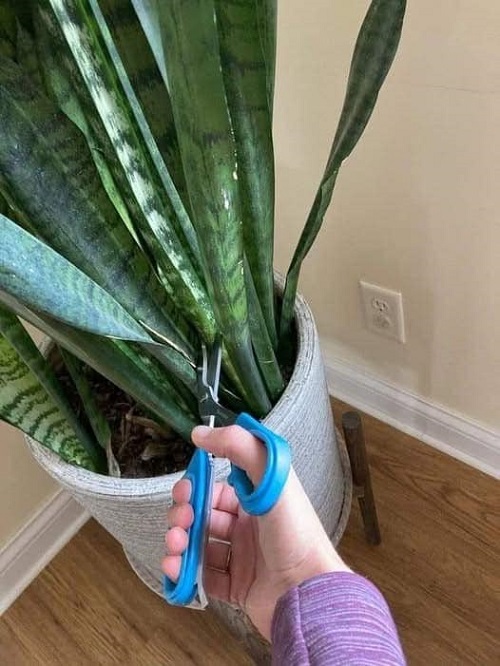 snake plant pruning