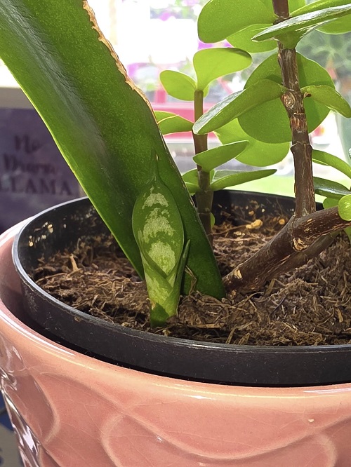 snake plant pups grow with other plant in same pot