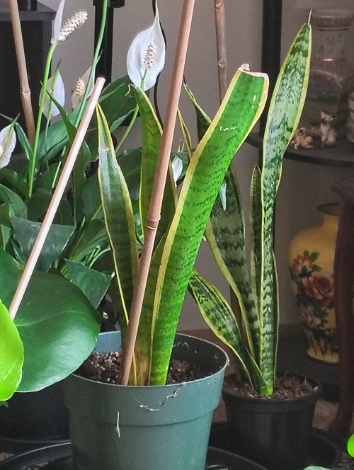 snake plant support with bamboo stake