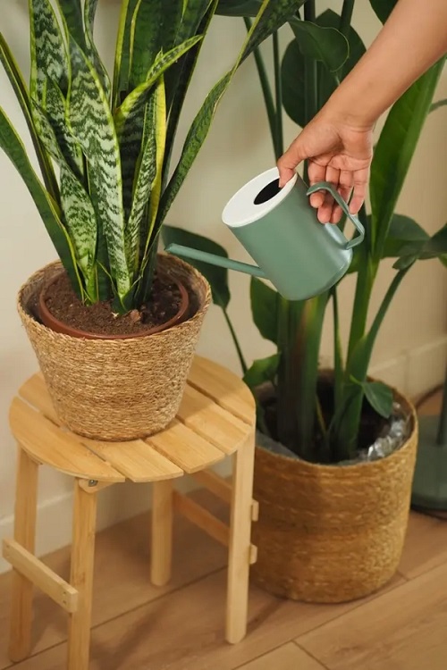 snake plant watering