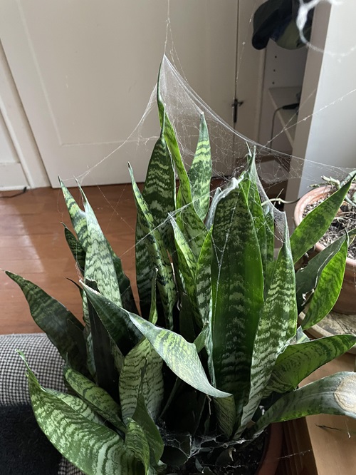 spider mites on plants