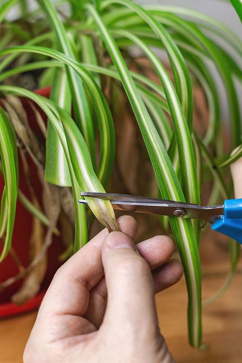 spider plant prune