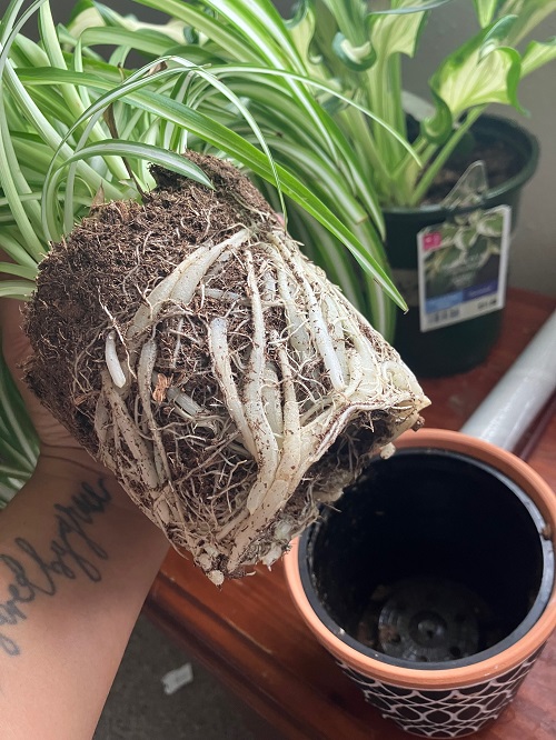 Spider Plant repotting